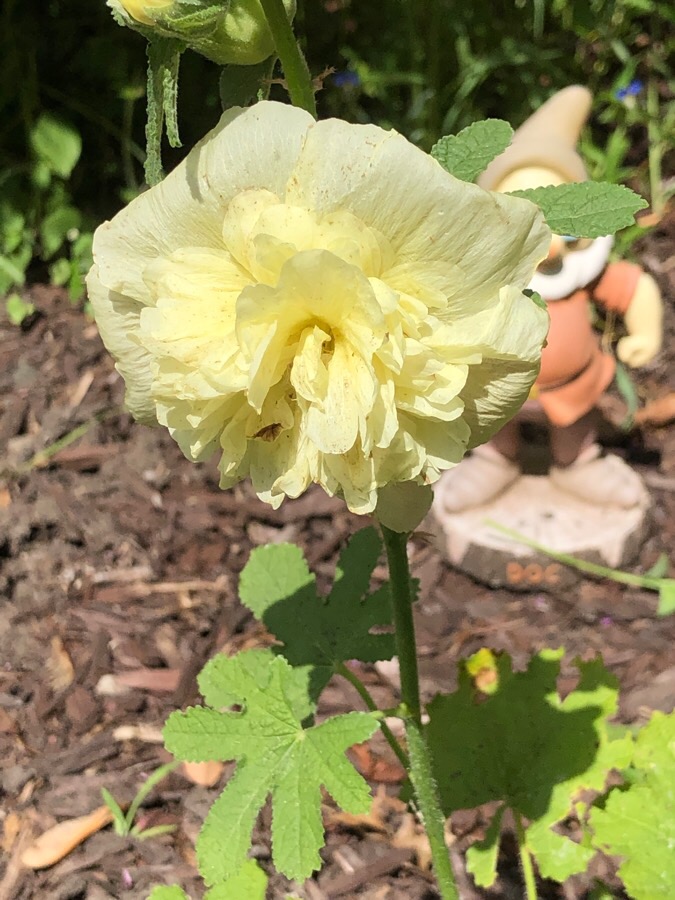 Carnation