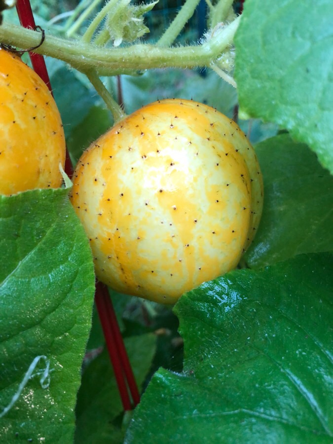 Lemon Cucumber
