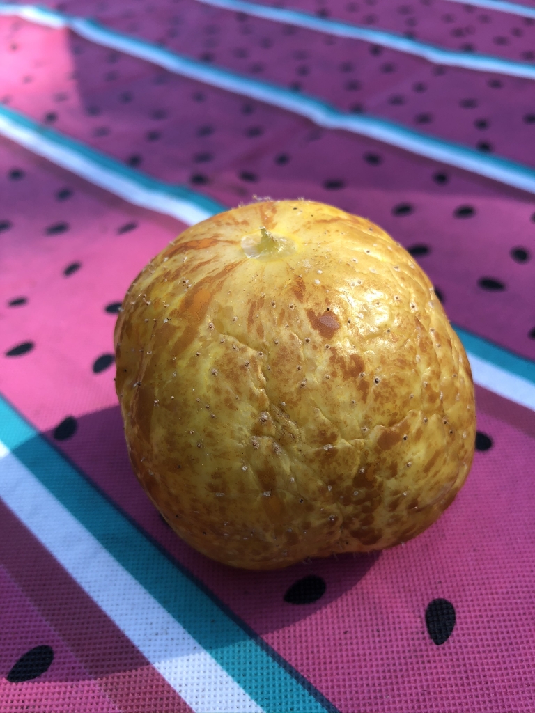 Lemon Cucumber