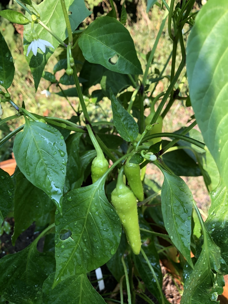 Salad Pepper