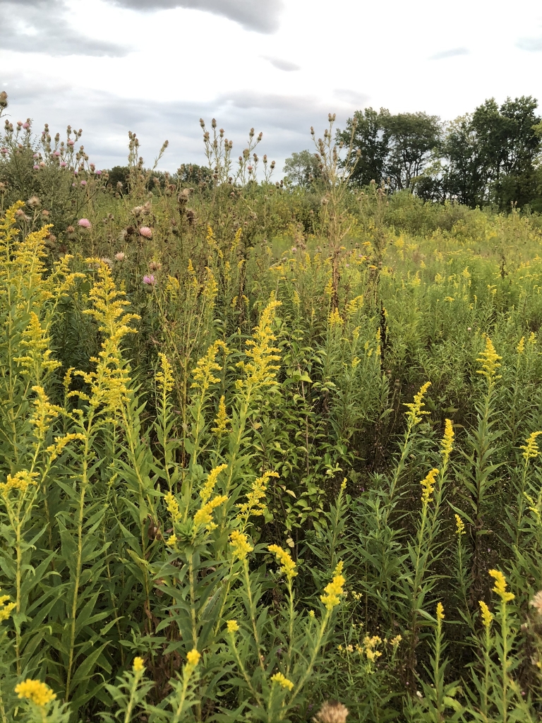 Golden Rod